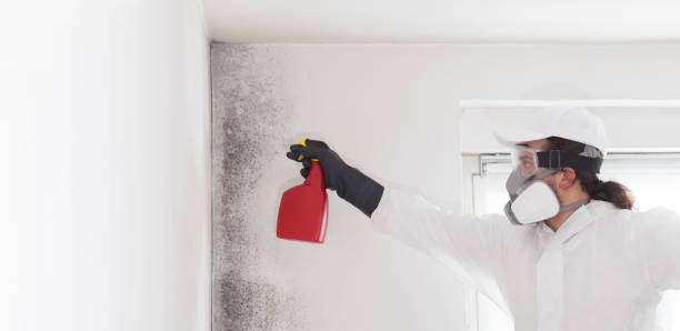 Mold Testing and Removal in Dennis Port, MA