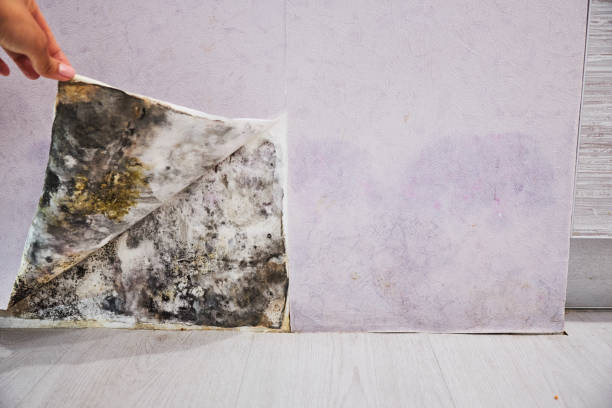 Best Black Mold Removal  in Dennis Port, MA